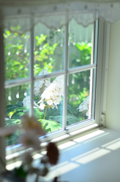 庭の紫陽花 2021　そして紫陽花の錦玉_d0025294_19540383.jpg