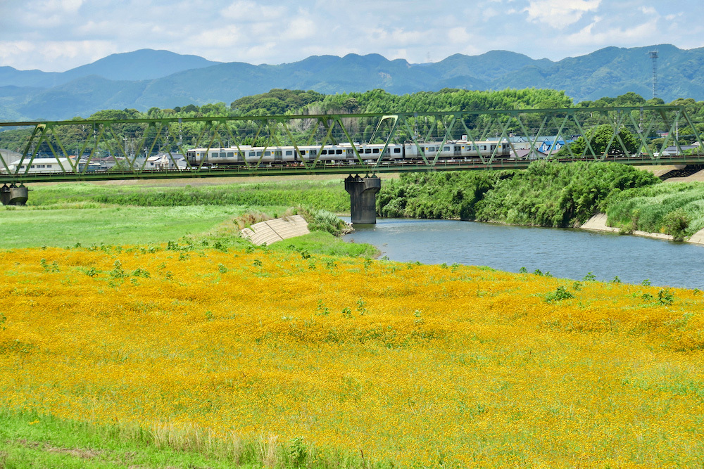 堤防の上から見たハルシャギクの群生_e0414296_10211863.jpg