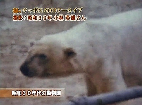 札幌・円山動物園、ホッキョクグマ飼育の歴史 ～ 過去の飼育環境に問題のあったことを示唆させる1970年前後の三頭の若年個体の死_a0151913_15580469.jpg