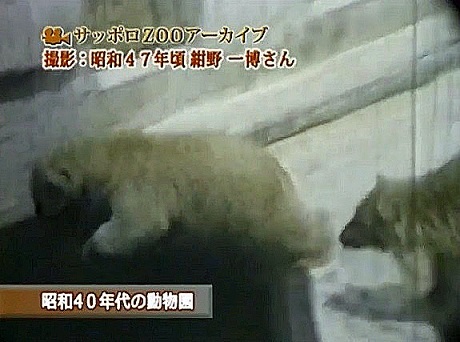 札幌・円山動物園、ホッキョクグマ飼育の歴史 ～ 過去の飼育環境に問題のあったことを示唆させる1970年前後の三頭の若年個体の死_a0151913_23443754.jpg