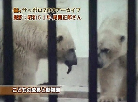 札幌・円山動物園、ホッキョクグマ飼育の歴史 ～ 過去の飼育環境に問題のあったことを示唆させる1970年前後の三頭の若年個体の死_a0151913_23573111.jpg