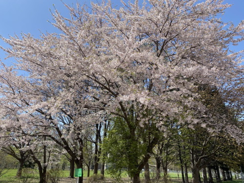 2021年4月 『北海道、里の春』　April 2021 \"The Spring Has Come in Hokkaido\"_c0219616_15222685.jpg