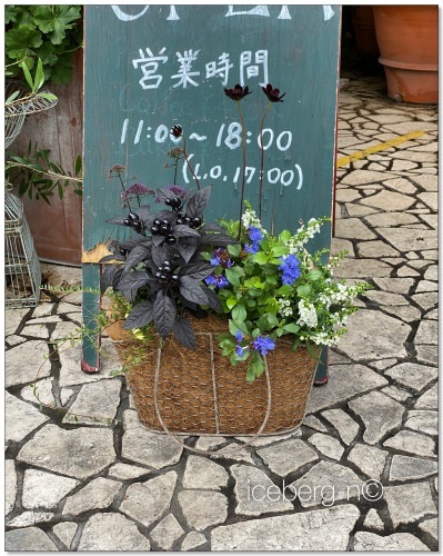 7月寄植え教室のお知らせ_b0409819_20463250.jpeg