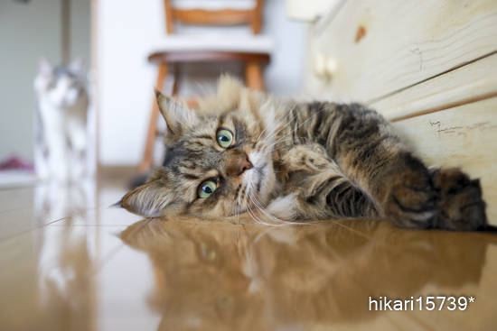 きょうだい猫と仲良し暮らし きょうだい猫と仲良し暮らし