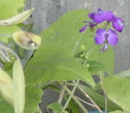 7月1日雨 合田草 みさきむのつぶやき 7月1日雨 合田草 みさきむのつぶやき