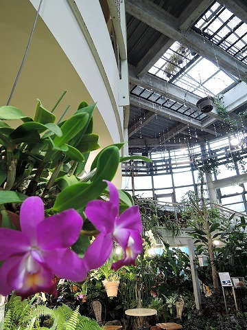 再開 渋谷区ふれあい植物センター サモエド クローカのお気楽日記