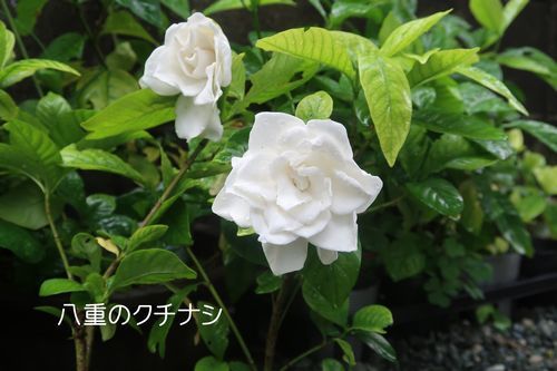 八重のクチナシ おじさん日記 2 八重のクチナシ おじさん日記 2