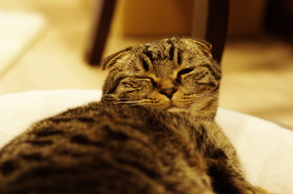 Cats Cafe ねこの森