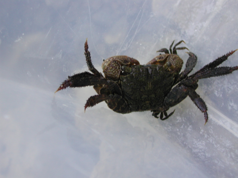 せんなん里海公園　カニの観察・報告_c0108460_11231430.jpg