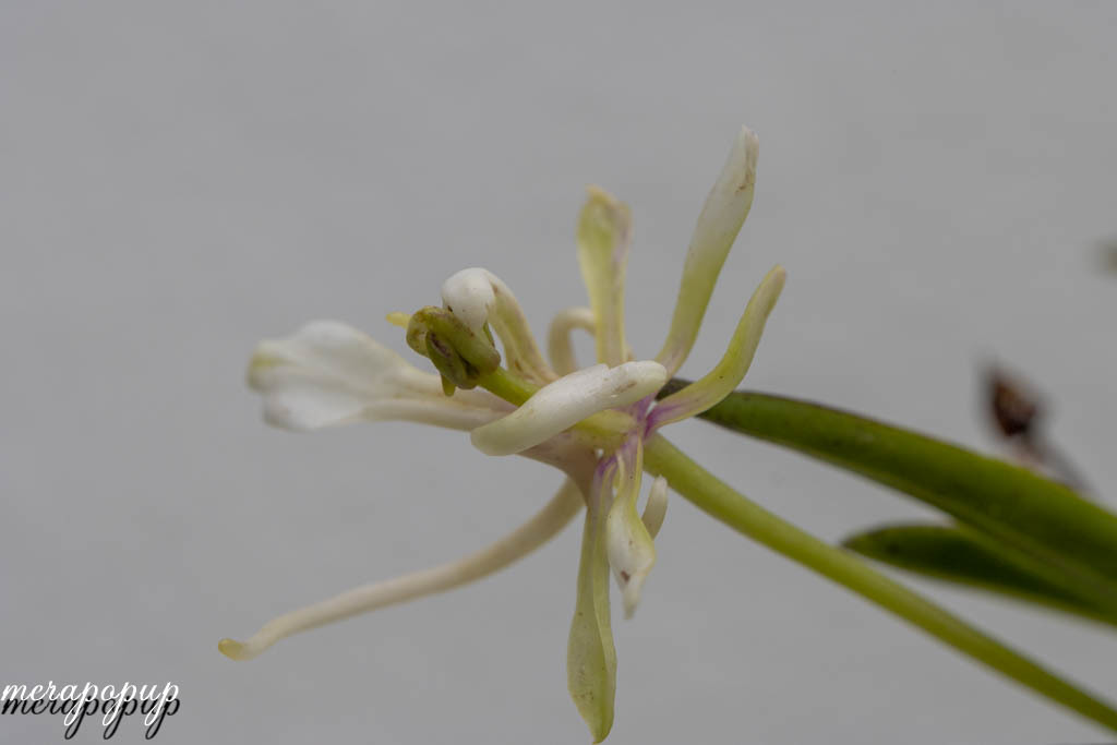 富貴蘭【春及殿】＆【八重衣】etc. : The blog of meraki
