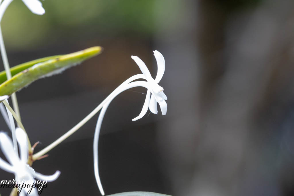 風蘭　富貴蘭　開花中の「八重衣」特大株 富貴蘭 花衣 - 「中越植物園オンラインショップ」