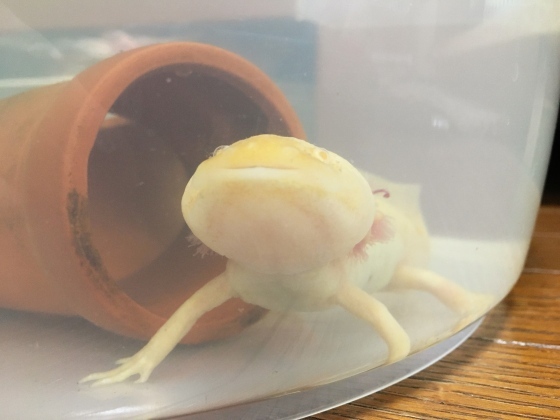 踏んばるウパ男 ミ(・━・)彡_e0045768_21415883.jpg