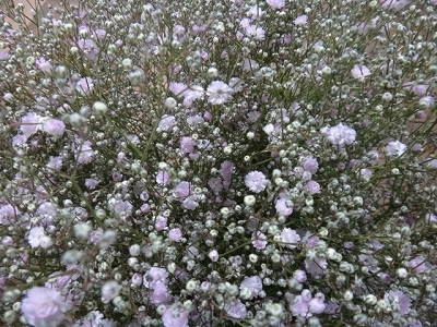ピンクシンフォニー 開花 大芦家 さんで本の取り扱い開始 森のかすみ草 ピンクシンフォニー 開花 大芦家 さんで本の取り扱い開始 森のかすみ草