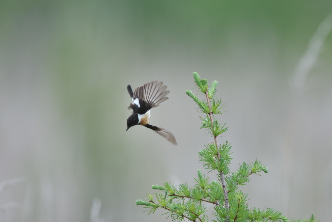 高原の野鳥　その３_e0261593_08303115.jpg