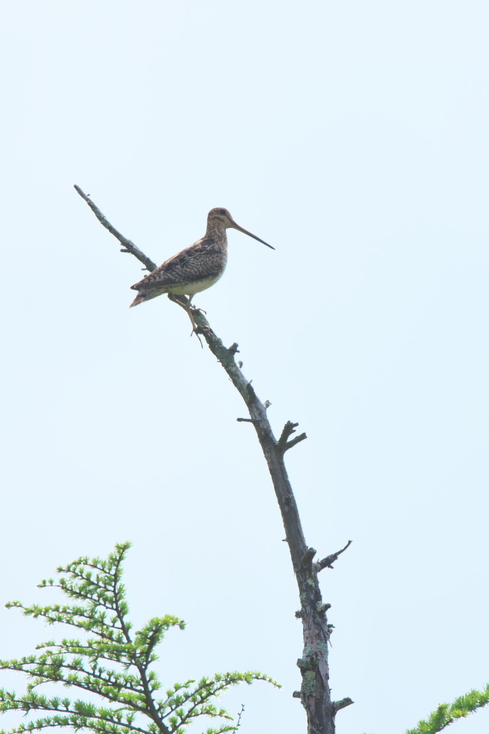 高原の野鳥　その３_e0261593_08314116.jpg