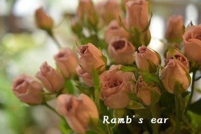 シュナーベル Ramb S Ear ﾗﾑｽﾞｲﾔｰ