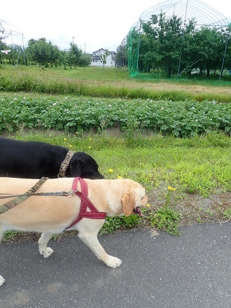 りんご村便り。_c0182012_11443082.jpg