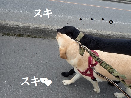 りんご村便り。_c0182012_11443274.jpg
