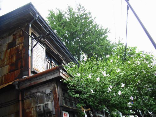 探索隊の入谷・吉原_c0141013_22291014.jpg
