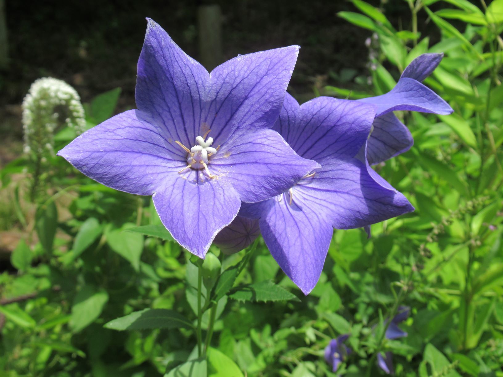 植物園　夏の花めぐり_e0048413_08432353.jpg