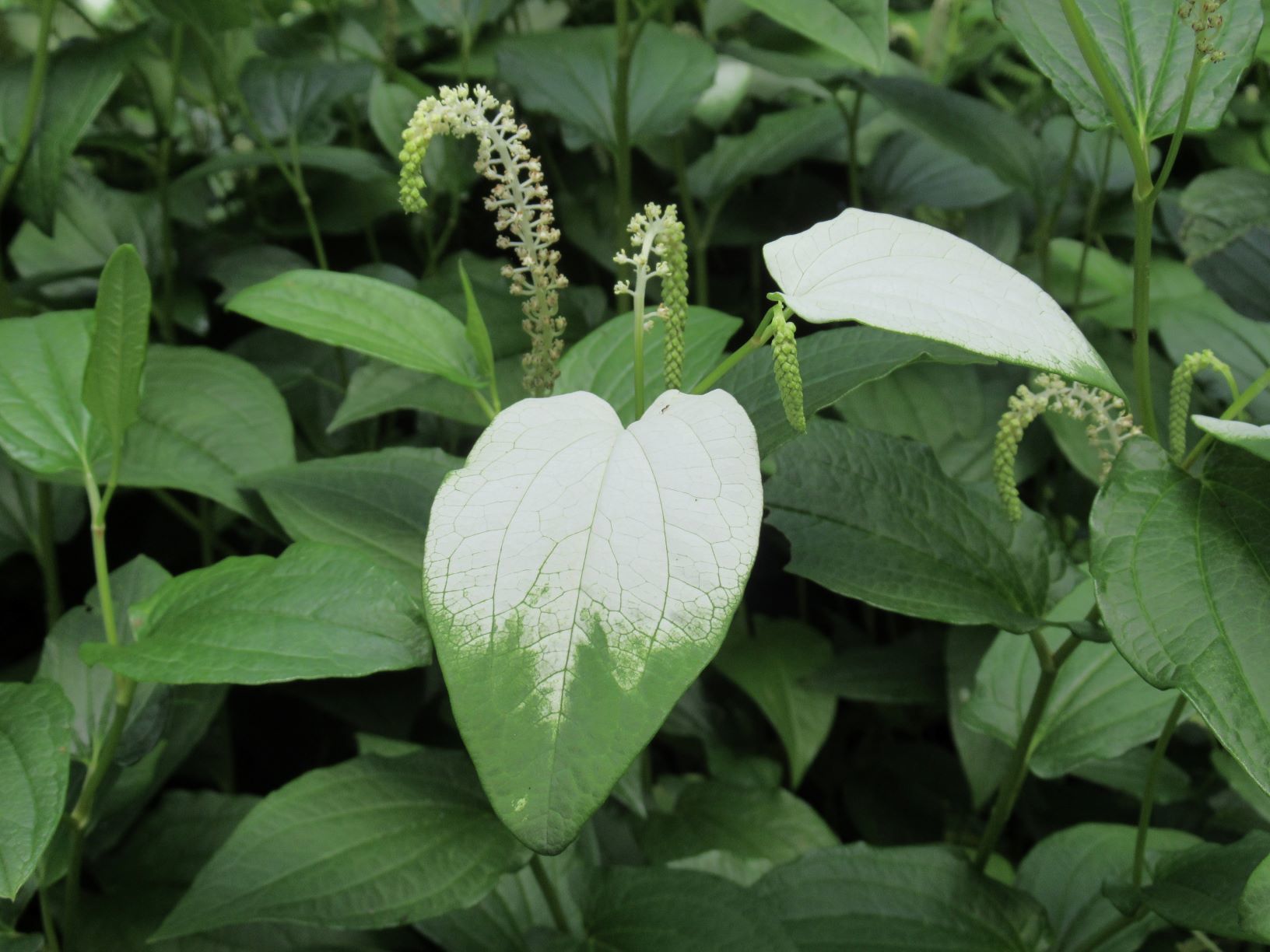 植物園　夏の花めぐり_e0048413_08451283.jpg