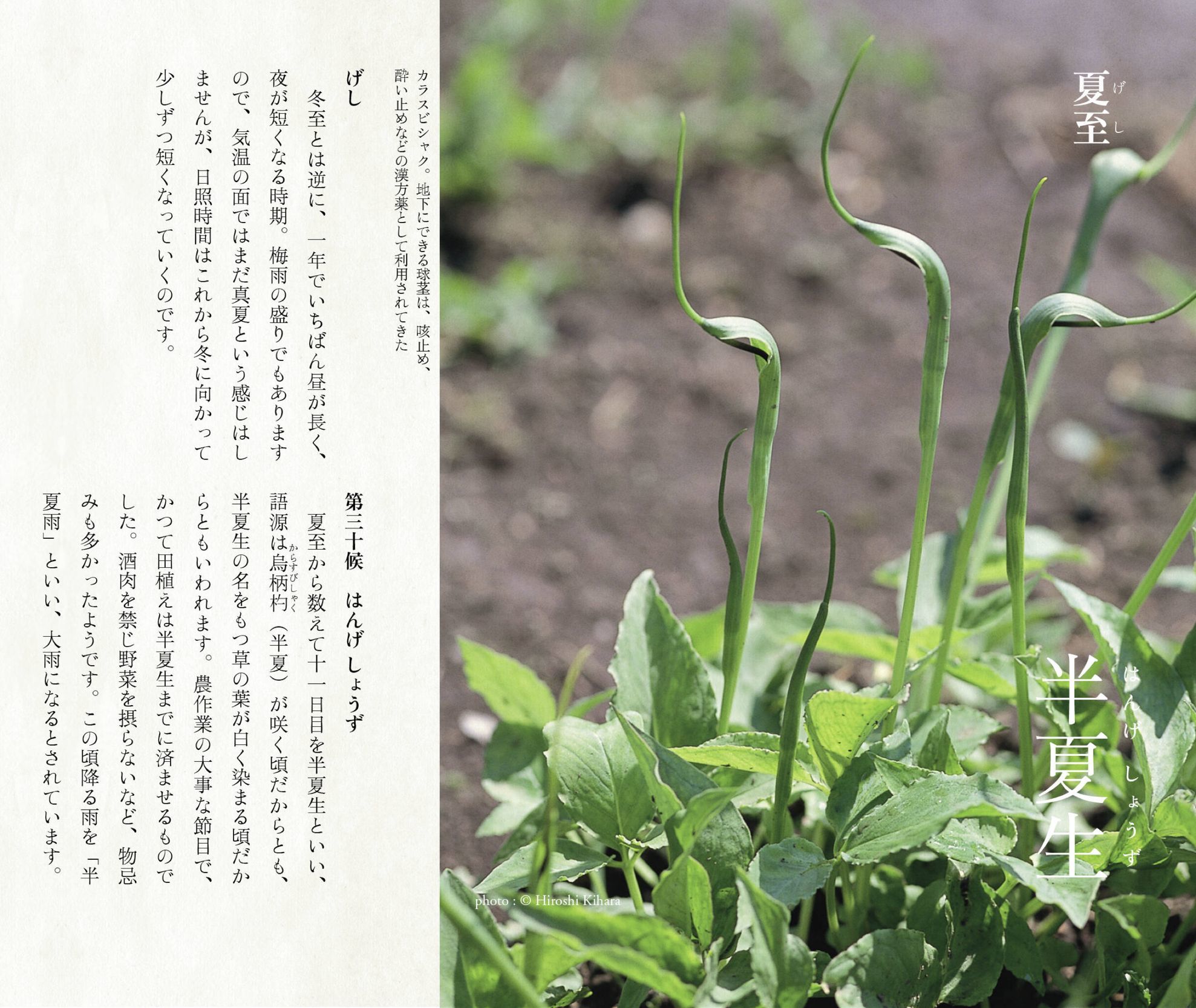 アジサイの夏始まる_c0025115_20410103.jpg