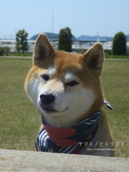 yamato、9歳になりました。_e0394031_06155161.jpg