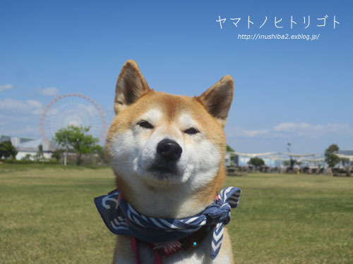 yamato、9歳になりました。_e0394031_06160709.jpg