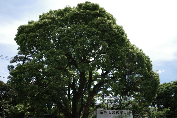 柴又周辺をぶらぶら その3 ~ 柴又帝釈天_a0287336_16481144.jpg