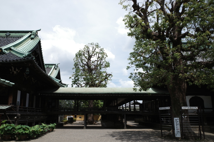 柴又周辺をぶらぶら その3 ~ 柴又帝釈天_a0287336_16482828.jpg