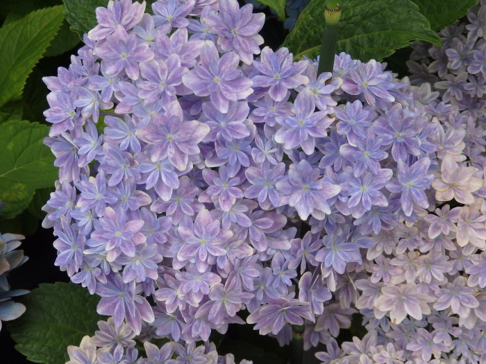 桔梗（八重） : 時々の花Ⅵ