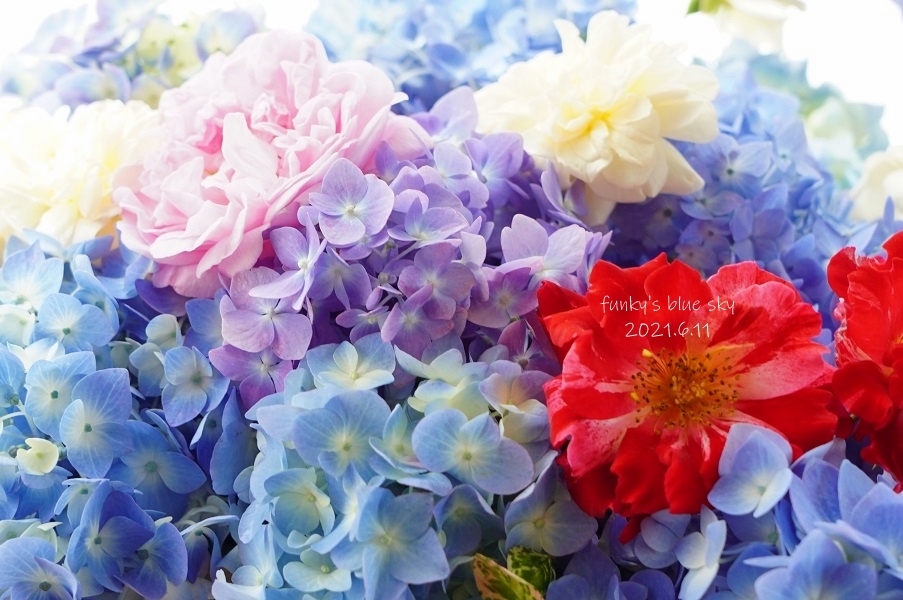 庭のブーケ 薔薇と紫陽花のころ ６月11日 Funky S Blue Sky