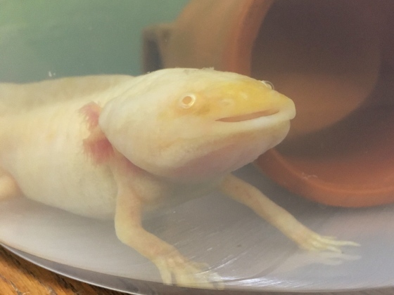 口が開いているウパ男　ミ(・o・)彡_e0045768_21523201.jpg