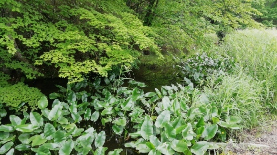 ウトナイ湖 錦大沼公園 7日目_c0212083_17330383.jpg