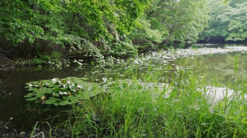 ウトナイ湖 錦大沼公園 7日目_c0212083_17352255.jpg