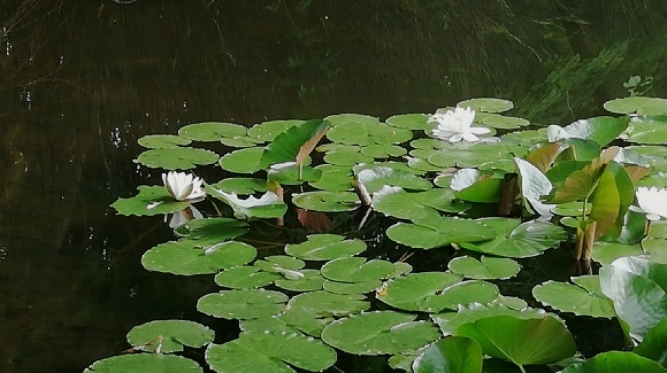 ウトナイ湖 錦大沼公園 7日目_c0212083_17353748.jpg