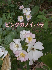重いコンダ~ラ試練の道を行く (7/3)_d0017084_23082677.jpg