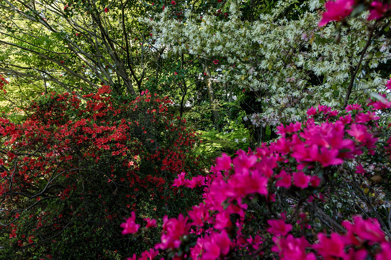 キリシマツツジと春の花咲く梅宮大社_f0155048_22135671.jpg