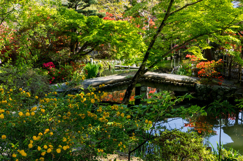 キリシマツツジと春の花咲く梅宮大社_f0155048_22172622.jpg