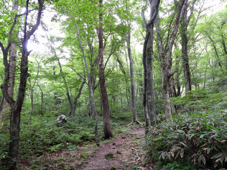 6月25日の三瓶山(室の内)_f0214649_02395521.jpg