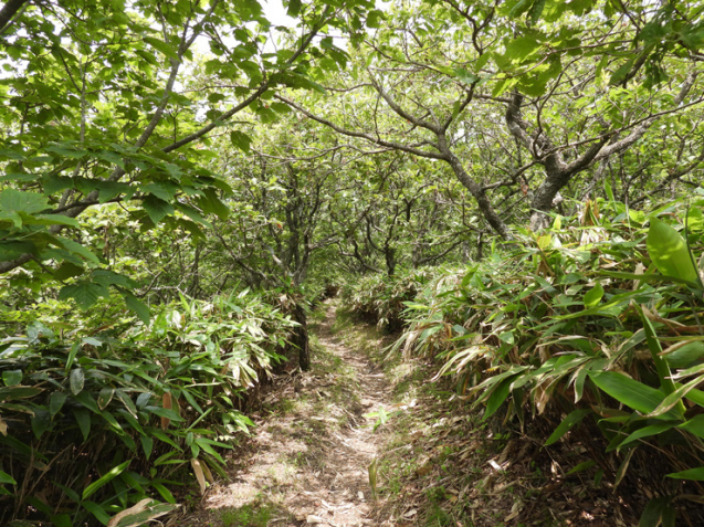 6月25日の三瓶山(室の内)_f0214649_02543382.jpg
