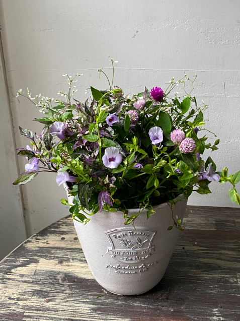 寄せ植えの見本鉢の販売について 優しき花を君の手に