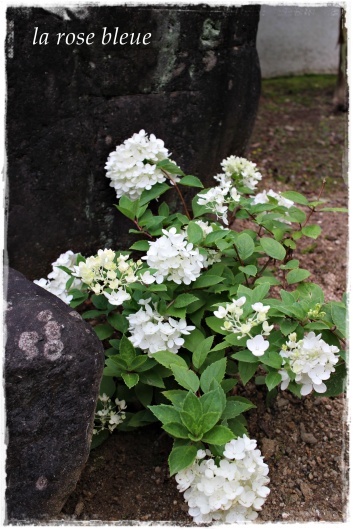 ノリウツギのボブシェルを植えました La Rose 薔薇の庭 ノリウツギのボブシェルを植えました La Rose 薔薇の庭