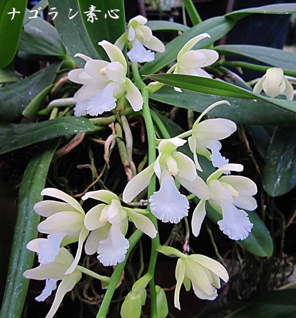 ナゴラン準素芯花芽付き、その他4本 （ナゴランがついに花芽を