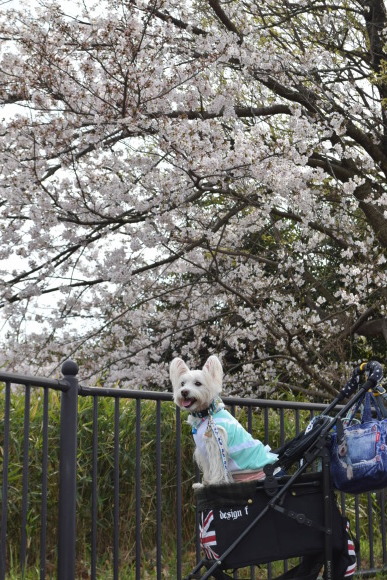 ♪ ダニエル ぼうさいの丘公園&#128062;へ～!(^^)!  ♪_b0242873_09155356.jpg