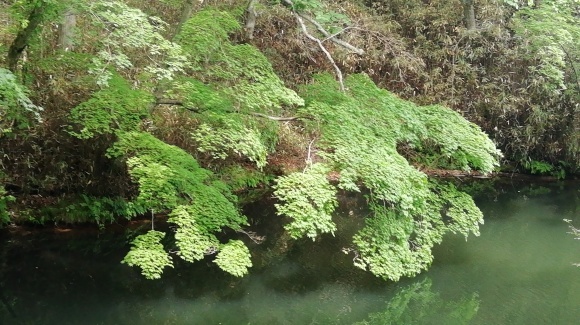 苫小牧 登別 伊達大滝区 8日目_c0212083_20095408.jpg