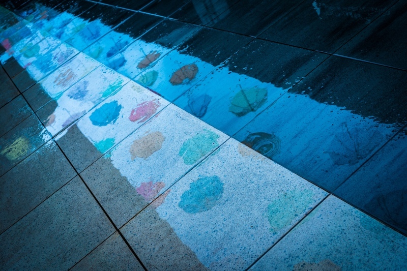 雨の中の傘の花_d0353489_12375814.jpg