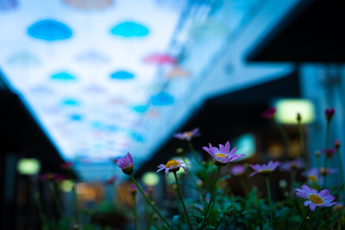 雨の中の傘の花_d0353489_12382208.jpg