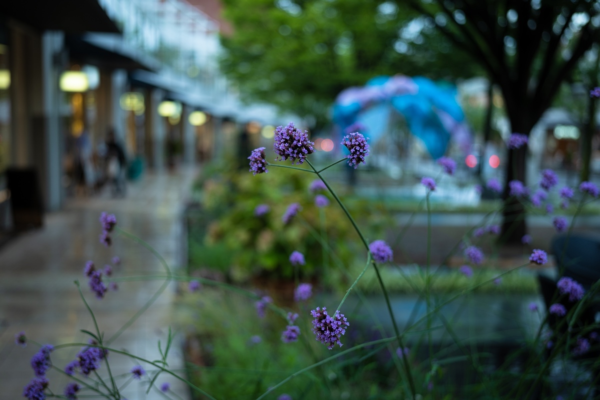 雨の中の傘の花_d0353489_12384365.jpg