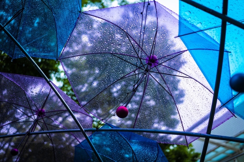 雨の中の傘の花_d0353489_12385533.jpg
